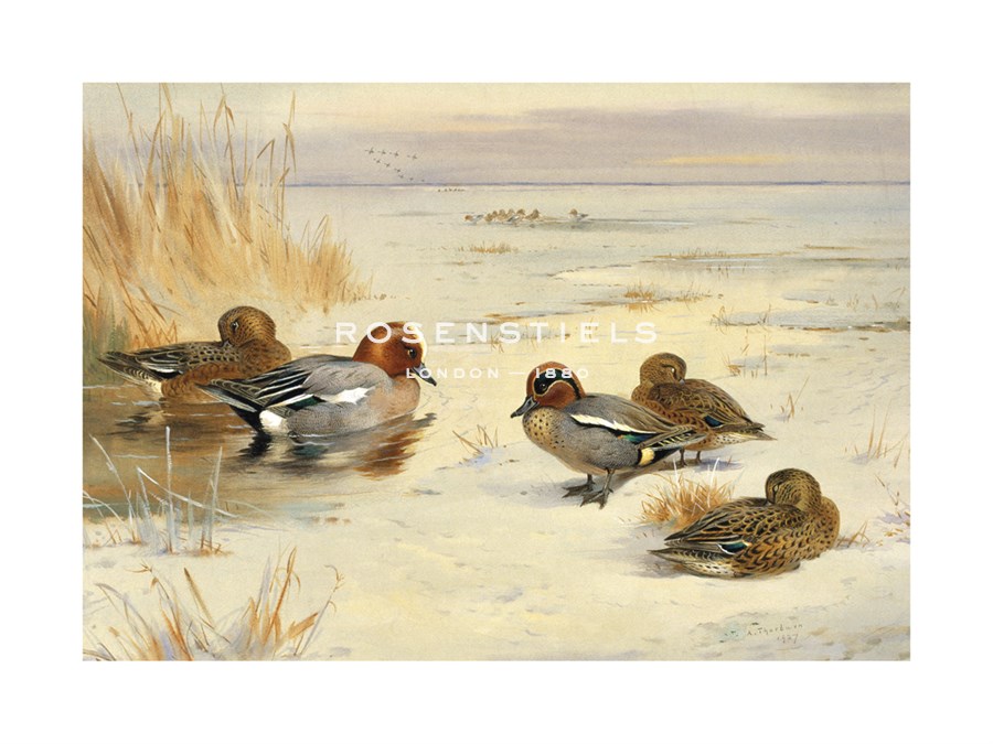 Archibald Thorburn Hand Numbered Limited Edition Print on Paper :"Wigeon and Teal"