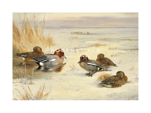 Archibald Thorburn Hand Numbered Limited Edition Print on Paper :"Wigeon and Teal"