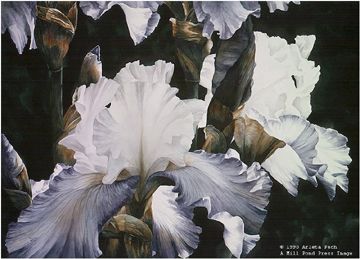 Arleta Pech Limited Edition Print:"Flirtation"