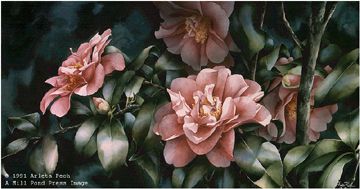 Arleta Pech Limited Edition Print:"Shady Lady Camelia"