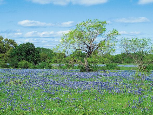 Arthur Rawlings Limited Edition Museum Quality Gicl&eacute;e: "Bluebonnet Oak Tree"