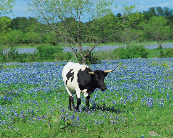 Arthur Rawlings Limited Edition Museum Quality Gicl&eacute;e: "Bluebonnets with Black & White Longhorn"