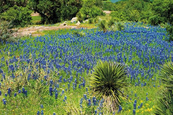Arthur Rawlings Limited Edition Museum Quality Gicl&eacute;e: "Bluebonnets & Yucca"