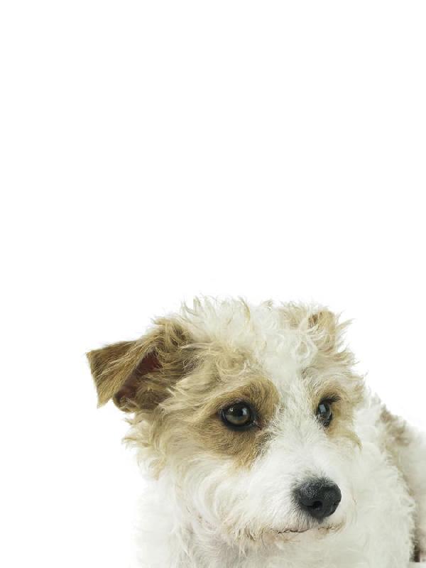 Assaf Frank 30 x 40 in. Open Giclee Canvas:"Charming Canine"