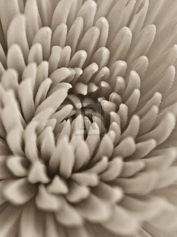 Assaf Frank 30 x 40 in. Open Giclee Canvas:"Chrysanthemum Flower"