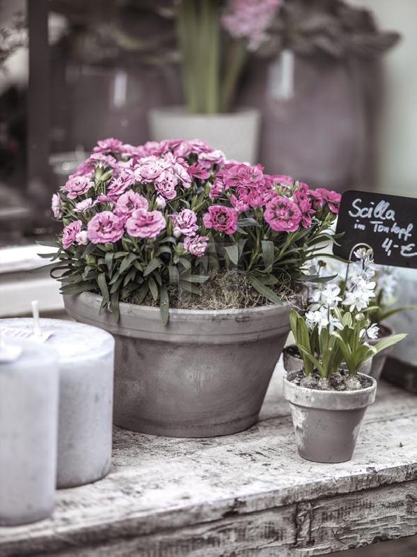 Assaf Frank 30 x 40 in. Open Giclee Canvas:"Floret Fancy"