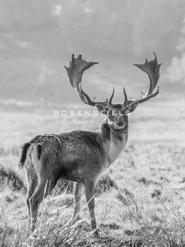 Assaf Frank 30 x 40 in. Open Giclee Canvas:"Grand Watchman"