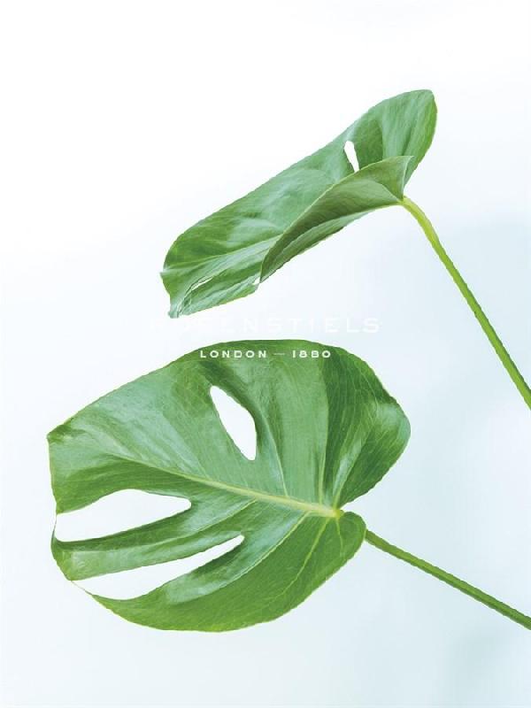 Assaf Frank 30 x 40 in. Open Giclee Canvas:"Monstera Swiss"
