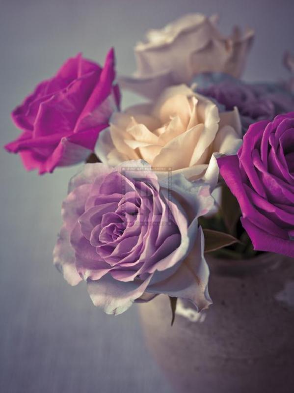 Assaf Frank 30 x 40 in. Open Giclee Canvas:"Vintage Rosa"