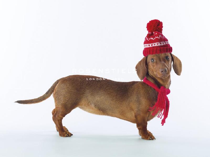 Assaf Frank 40 x 30 in. Open Giclee Canvas:"Dashing Dachshund"