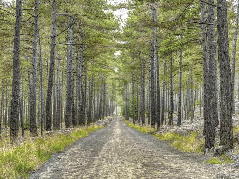 Assaf Frank 40 x 30 in. Open Giclee Canvas:"Forest Trails"