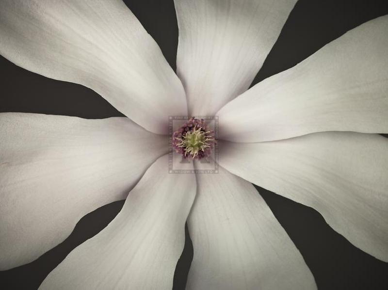Assaf Frank 40 x 30 in. Open Giclee Canvas:"Magnolia Focus"