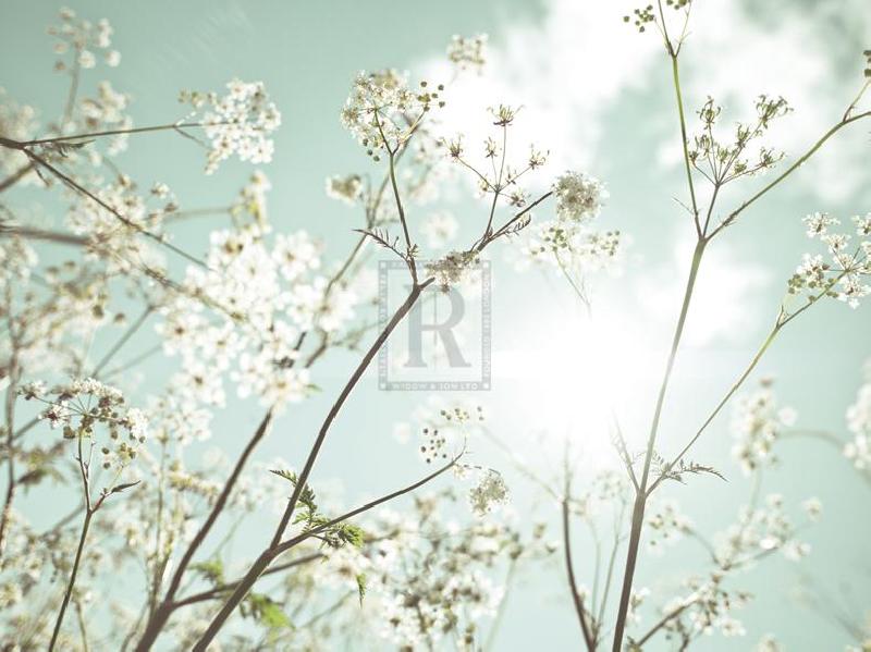 Assaf Frank 40 x 30 in. Open Giclee Canvas:"Summer Dreams"