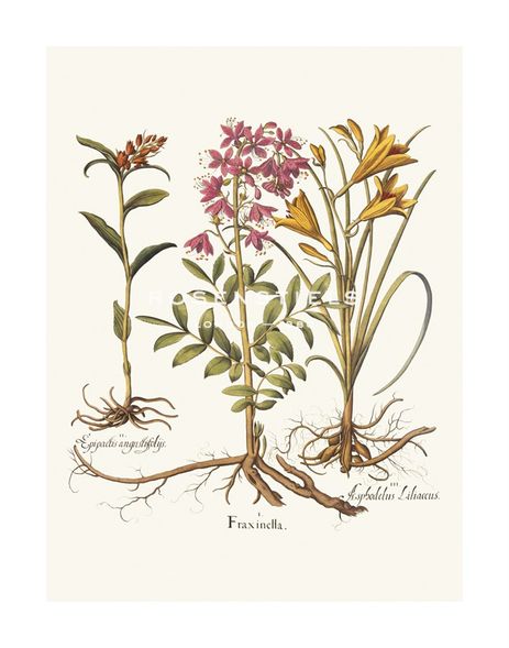 Basil Besler Hand Numbered Limited Edition Print on Paper :"Botanical I"