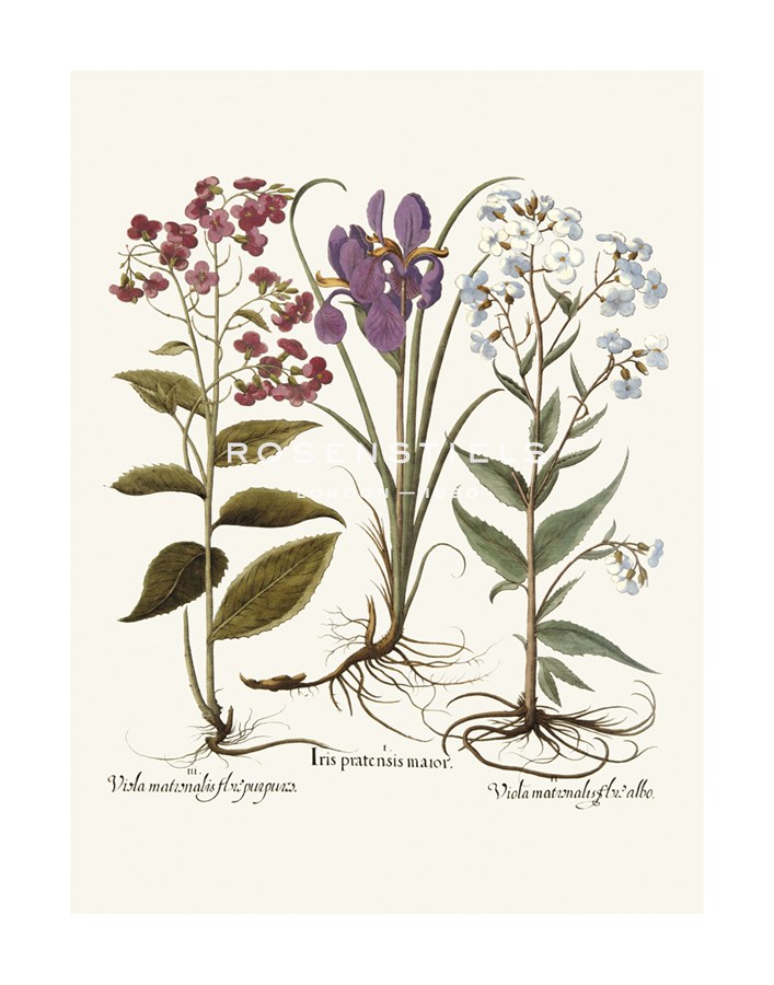 Basil Besler Hand Numbered Limited Edition Print on Paper :"Botanical III"