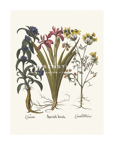 Basil Besler Hand Numbered Limited Edition Print on Paper :"Botanical IV"