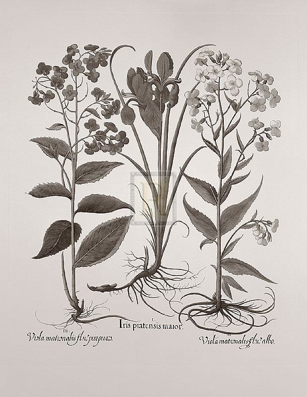 Basil Besler Hand Numbered Limited Edition Print on Paper :"Botanical V"