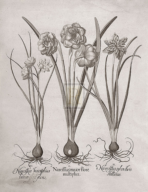 Basil Besler Hand Numbered Limited Edition Print on Paper :"Botanical VI"