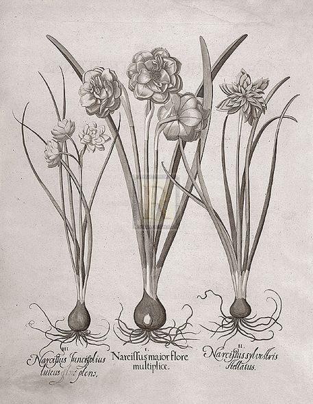 Basil Besler Hand Numbered Limited Edition Print on Paper :"Botanical VI"