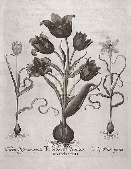 Basil Besler Hand Numbered Limited Edition Print on Paper :"Botanical VII"