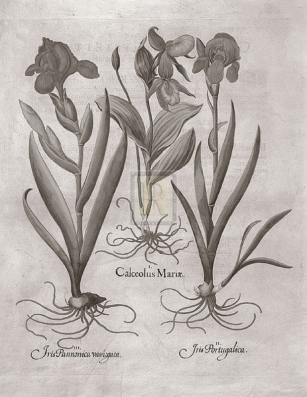 Basil Besler Hand Numbered Limited Edition Print on Paper :"Botanical VIII"