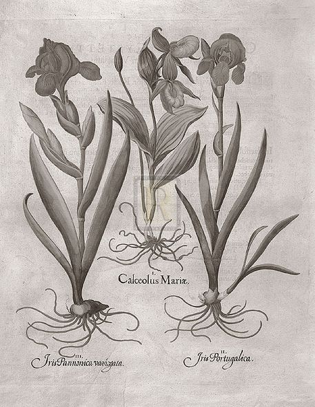 Basil Besler Hand Numbered Limited Edition Print on Paper :"Botanical VIII"