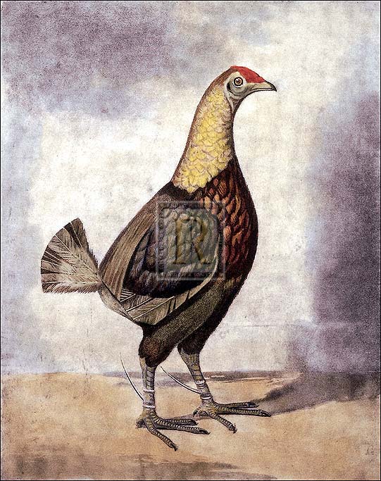 Benjamin Marshall Artist Hand Colored Copper Plate Printed Atelier Print:"Black Breasted Dark Red"