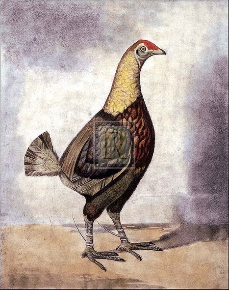 Benjamin Marshall Artist Hand Colored Copper Plate Printed Atelier Print:"Black Breasted Dark Red"
