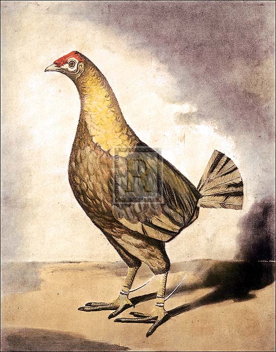 Benjamin Marshall Artist Hand Colored Copper Plate Printed Atelier Print:"Streaky Breasted Red Dun"