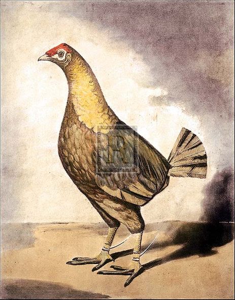 Benjamin Marshall Artist Hand Colored Copper Plate Printed Atelier Print:"Streaky Breasted Red Dun"