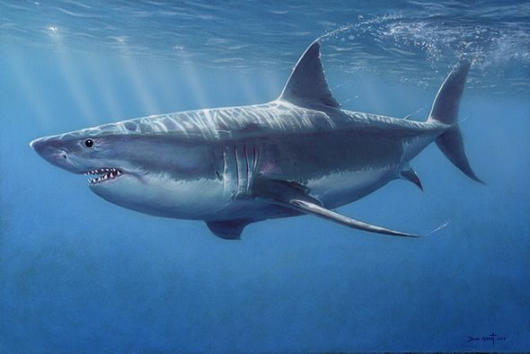 David Grant Artist Hand-signed Gallery Wrap Canvas Giclee:"Great White Shark"