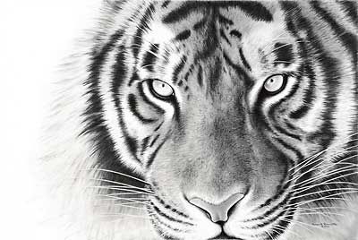 Bob Barnette Handsigned and Numbered Limited Edition Print:"Nose to Nose - Tiger "
