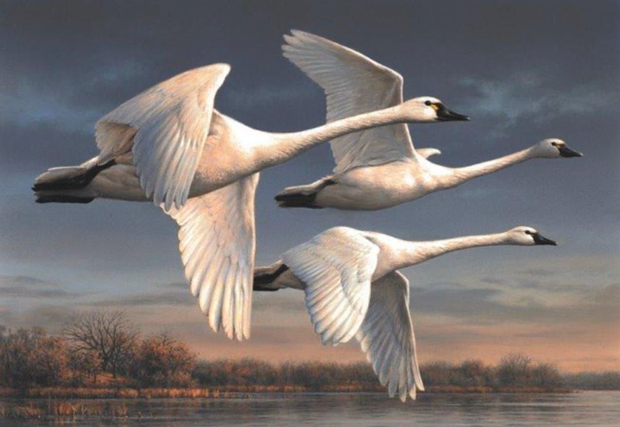 Federal Duck Stamp PRINT 2023-24 Artist Proof Limited Edition Print by Joseph Hautman: "Tundra Swans"