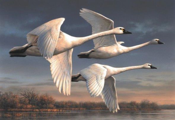 Federal Duck Stamp PRINT 2023-24 Artist Proof Limited Edition Print by Joseph Hautman: "Tundra Swans"