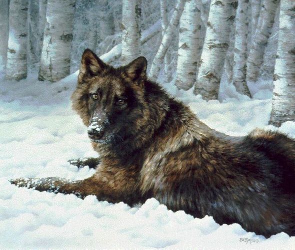 Bonnie Marris Limited Edition Print: "Undercover"
