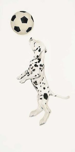 Brett Longley Limited Edition Print: "Live it! Love it! Play it!—Dalmatian Puppy"