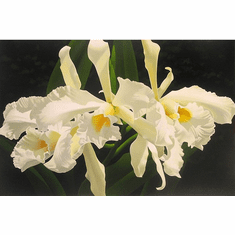 Brian Davis Artist Signed Limited Edition Canvas Giclee:"Pale Yellow Cattleya Orchid" 
