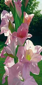 Brian Davis Hand Signed and Number Limited Edition Giclee on Canvas: "Katie's Gladiola"