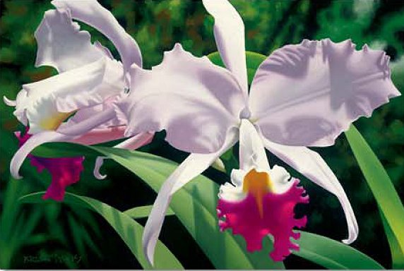 Brian Davis Hand Signed and Number Limited Edition Giclee on Canvas: "White and Magenta Orchids"
