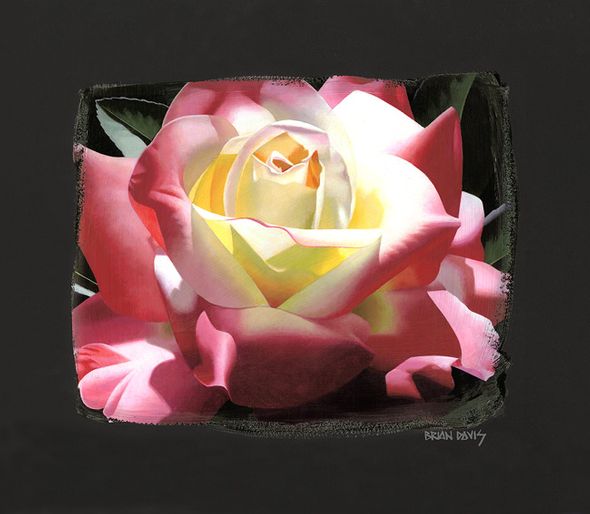 Brian Davis Hand Signed and Numbered Limited Edition Chiarograph on Black Paper :"Delicate Double Delight"