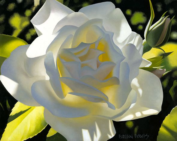 Brian Davis Hand Signed and Numbered Limited Edition Giclee on Canvas:"Divine White Rose"