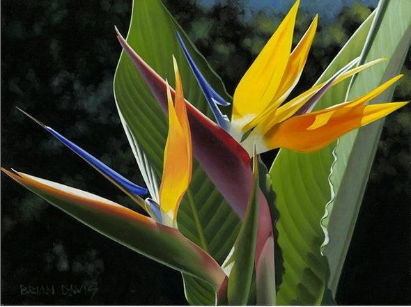 Brian Davis Hand Signed Limited Edition Canvas Giclee:"Birth of Paradise Duet"