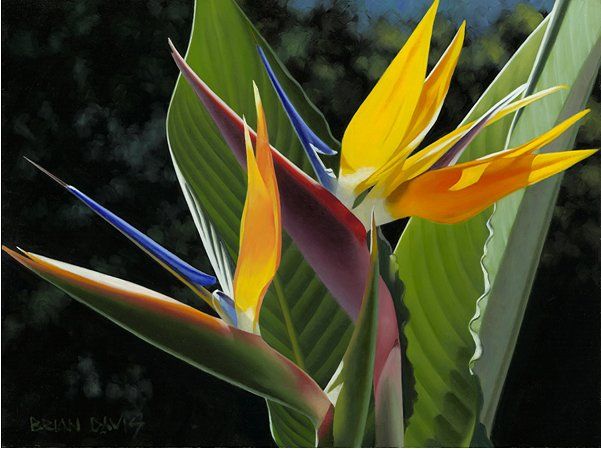 Brian Davis Hand Signed Limited Edition Canvas Giclee:"Birth of Paradise Duet"