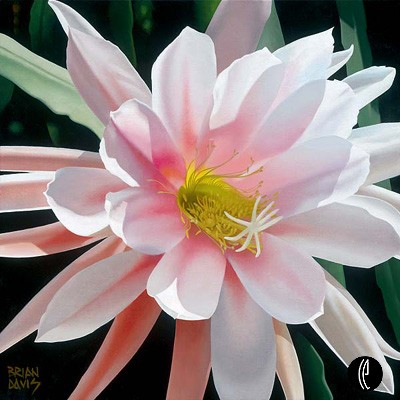 Brian Davis Handsigned and Numbered Limited Edition Giclee on Canvas:"Blushing Beauty"