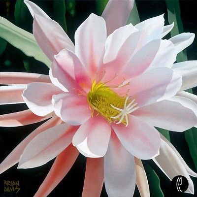 Brian Davis Handsigned and Numbered Limited Edition Giclee on Canvas:"Blushing Beauty"