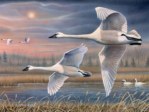 Bob Metropulos Limited Edition Canvas Giclee: "Evening Flight—Trumpeter Swans"