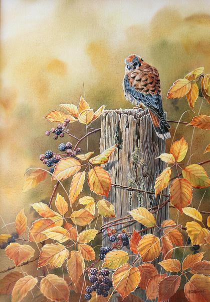 Susan Bourdet Arist Signed Limited Edition Print:"Autumn Mist- Kestrel"