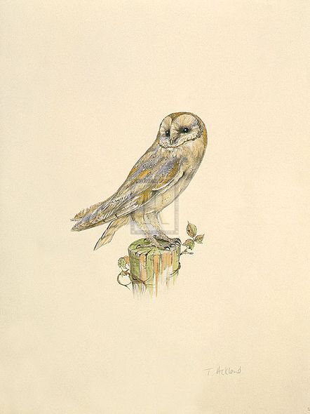 C.T.N. Ackland Hand Numbered Limited Edition Print on Paper :"Barn Owl"