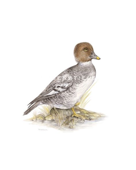 C.T.N. Ackland Hand Numbered Limited Edition Print on Paper :"Golden Eye (Female)"