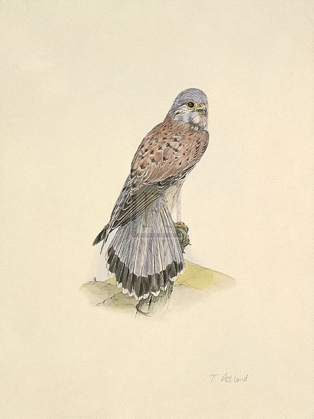 C.T.N. Ackland Hand Numbered Limited Edition Print on Paper :"Kestrel"